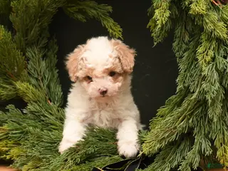 Bichpoo dogs Teddy Bear - Ad 16