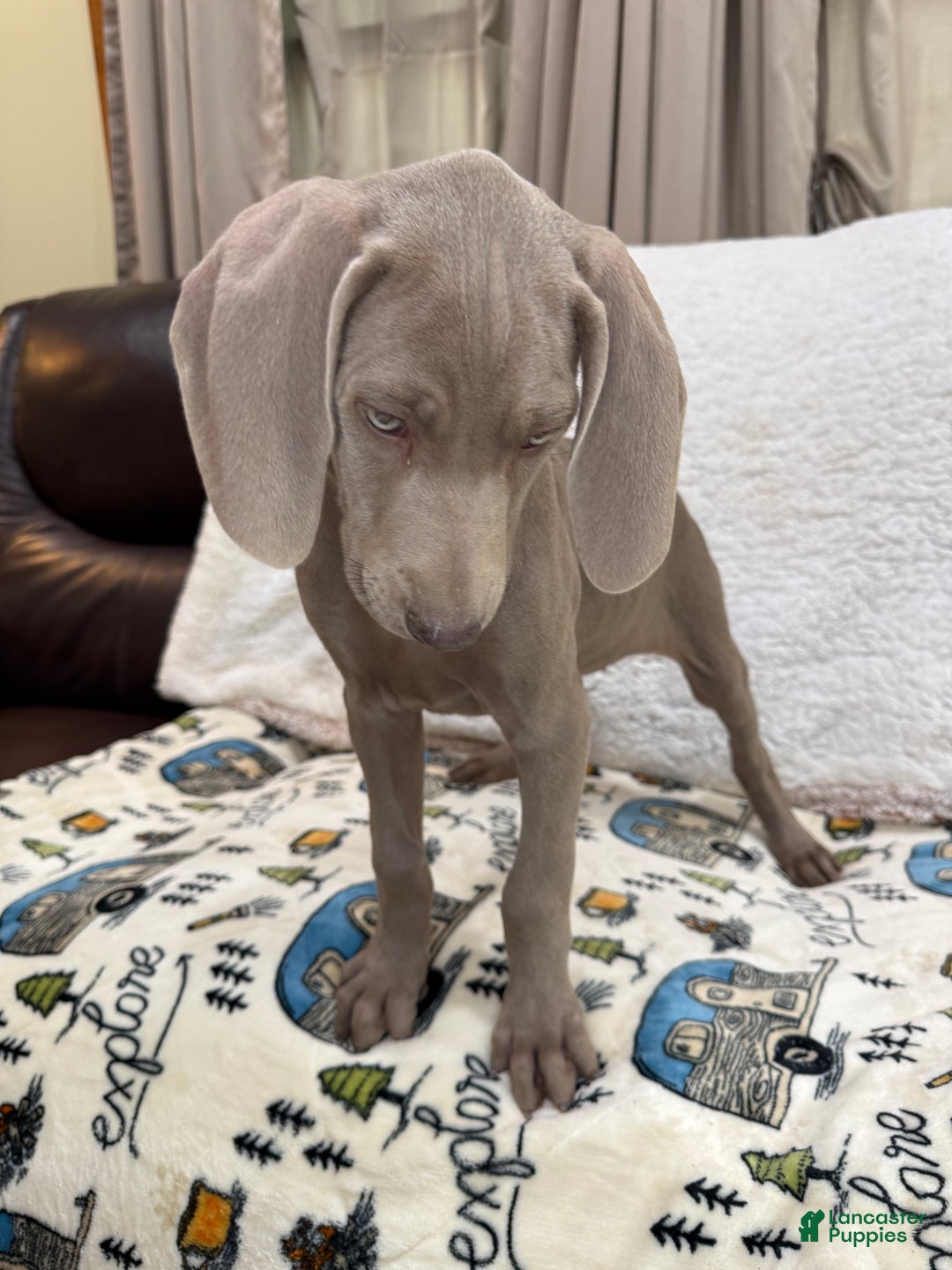 Weimaraner dogs for sale: Tan - Ad 3