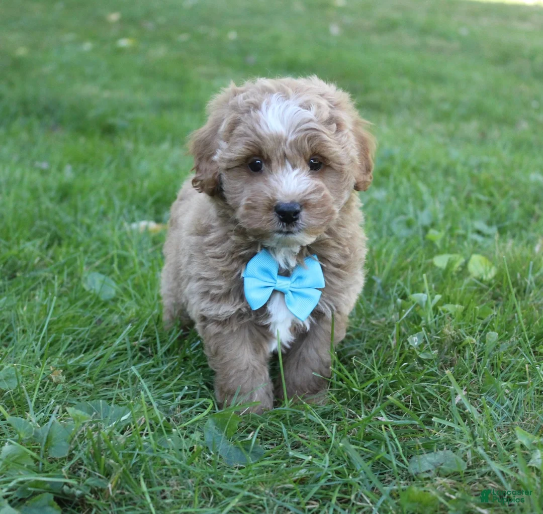 Mini Goldendoodle dogs for sale: Max 💎 - Ad 2