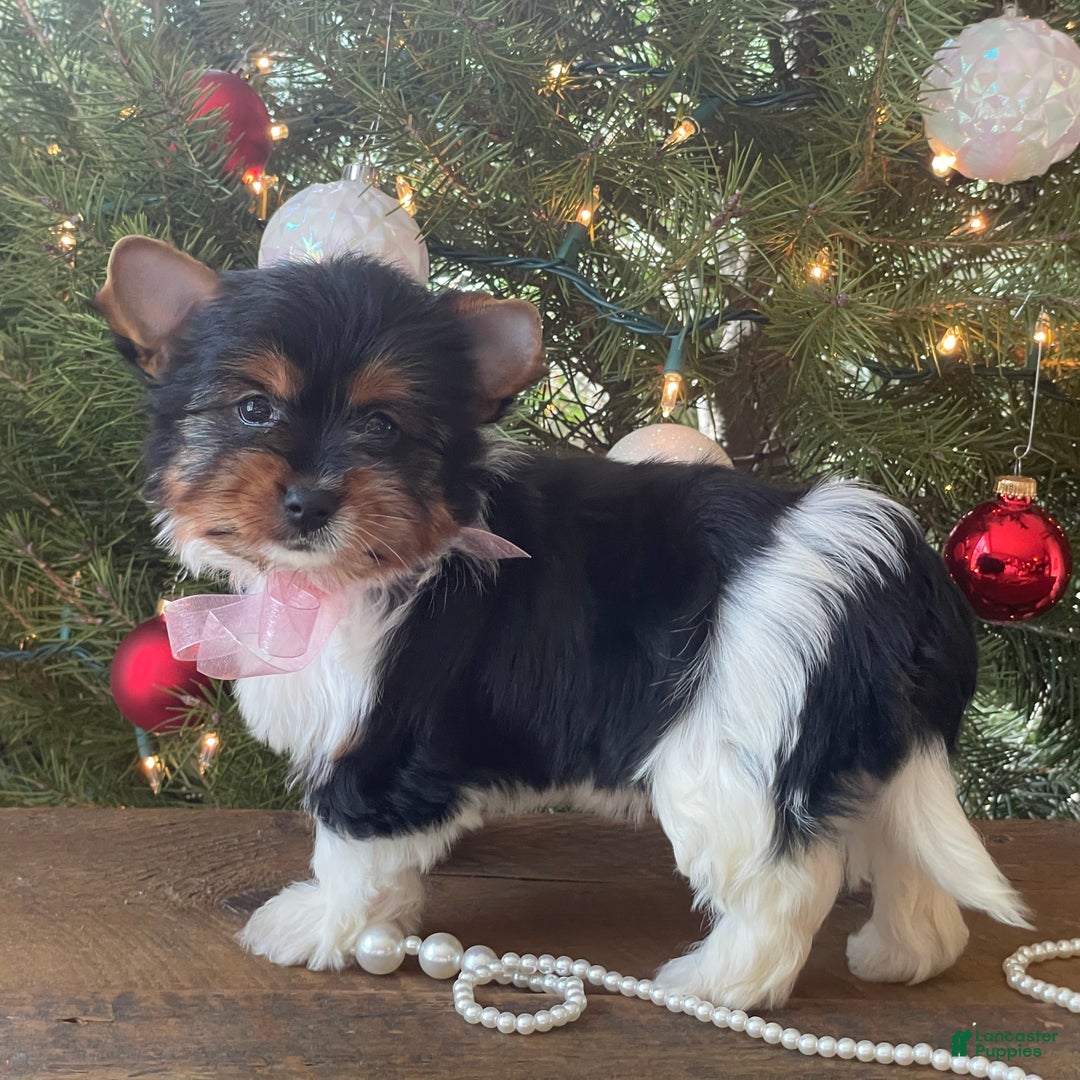 Mixed Breed dogs for sale: Buttercup - Ad 4