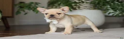 French Bulldog dogs for sale: Archie - Ad 5