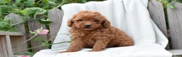 Mini Goldendoodle dogs for sale: Hayden - Ad 3