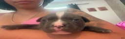 Mixed Breed dogs for sale: Mixed Breed 5 - Ad 8