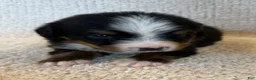 Bernese Mountain Dog dogs for sale: Flo - Ad 1