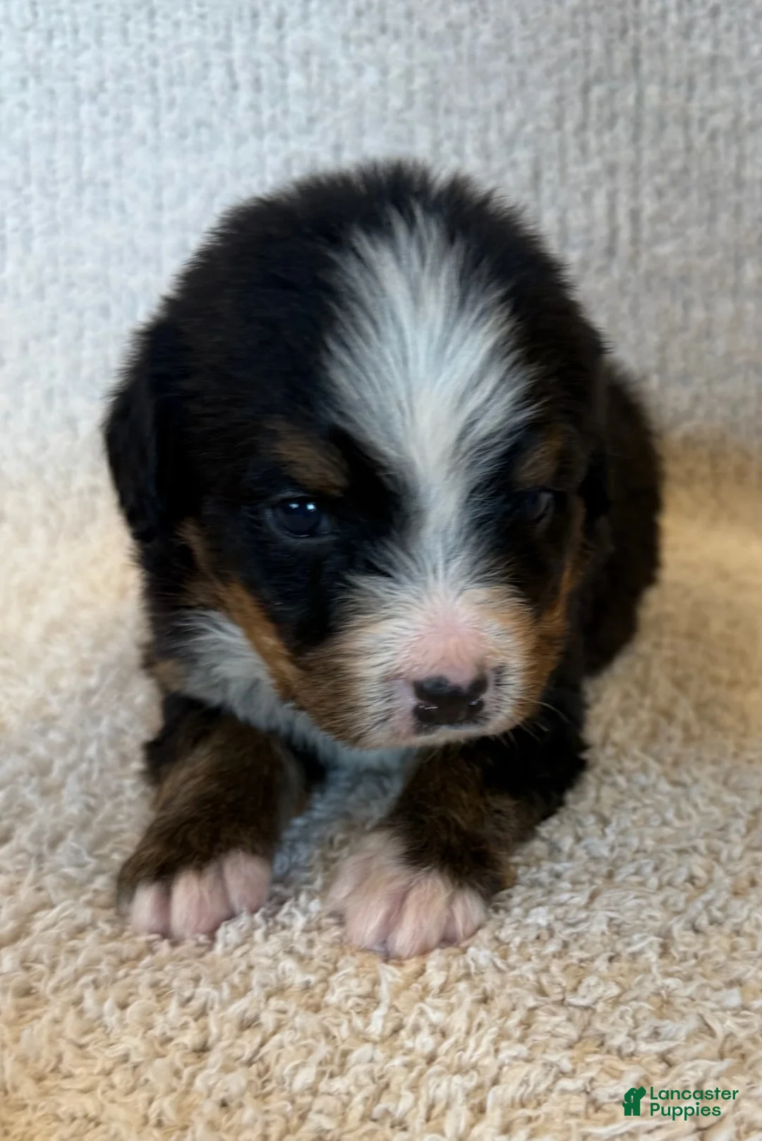 Bernese Mountain Dog dogs for sale: Flo - Ad 1