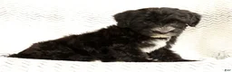 Yochon dogs for sale: Rover - Ad 3