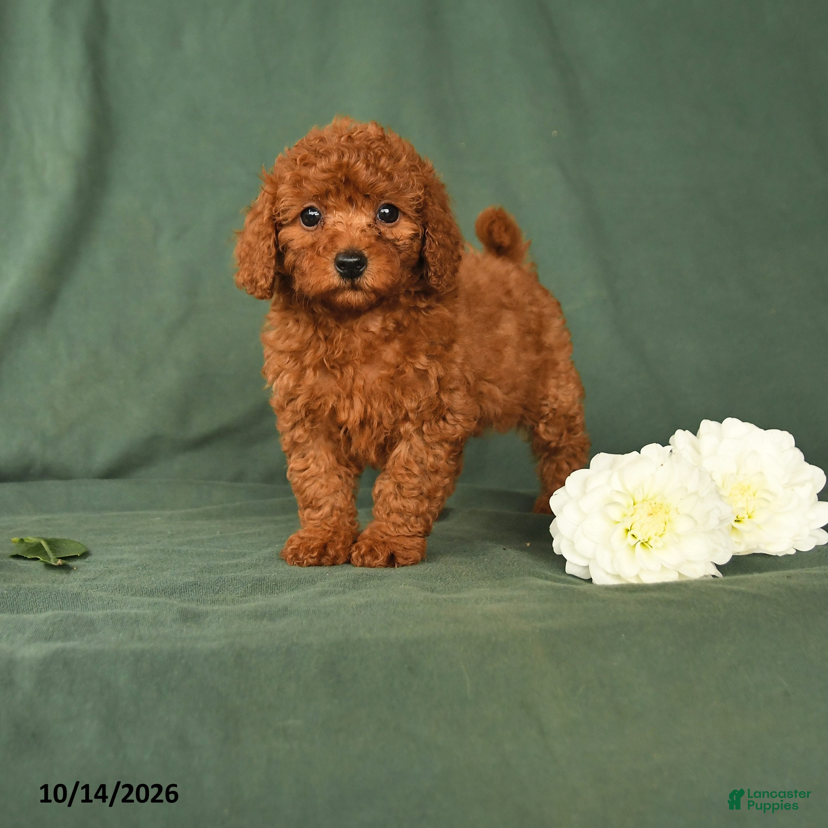 Toy Poodle dogs Hailey - Ad 1