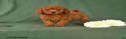 Toy Poodle dogs for sale: Hailey - Ad 1