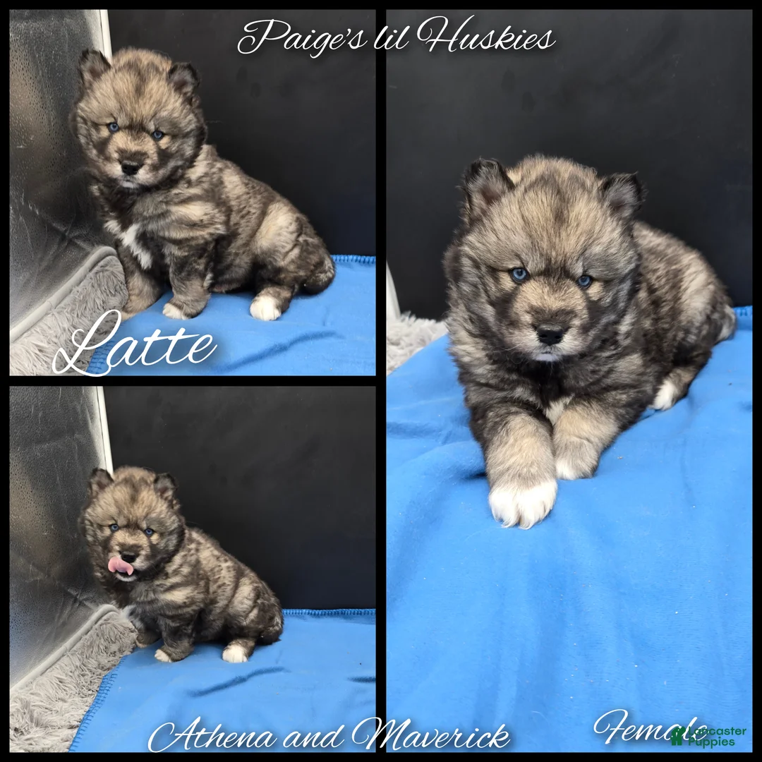 Siberian Husky dogs for sale: Latte  - Ad 1