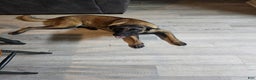 Belgian Malinois dogs for stud: Cairo for stud - Ad 5