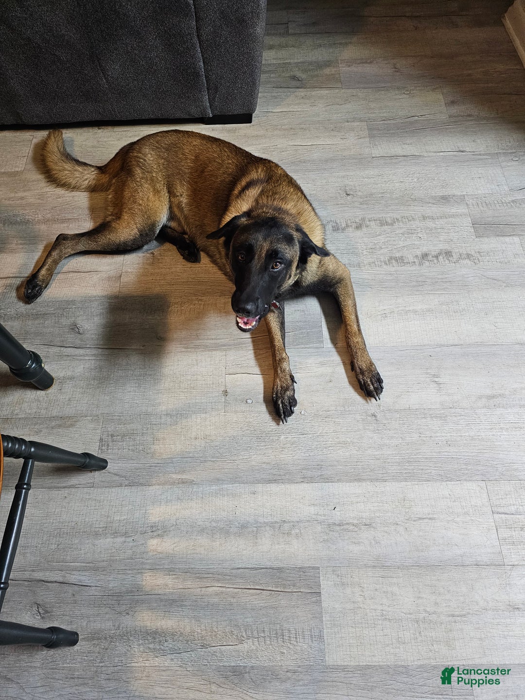 Belgian Malinois dogs for stud: Cairo for stud - Ad 5