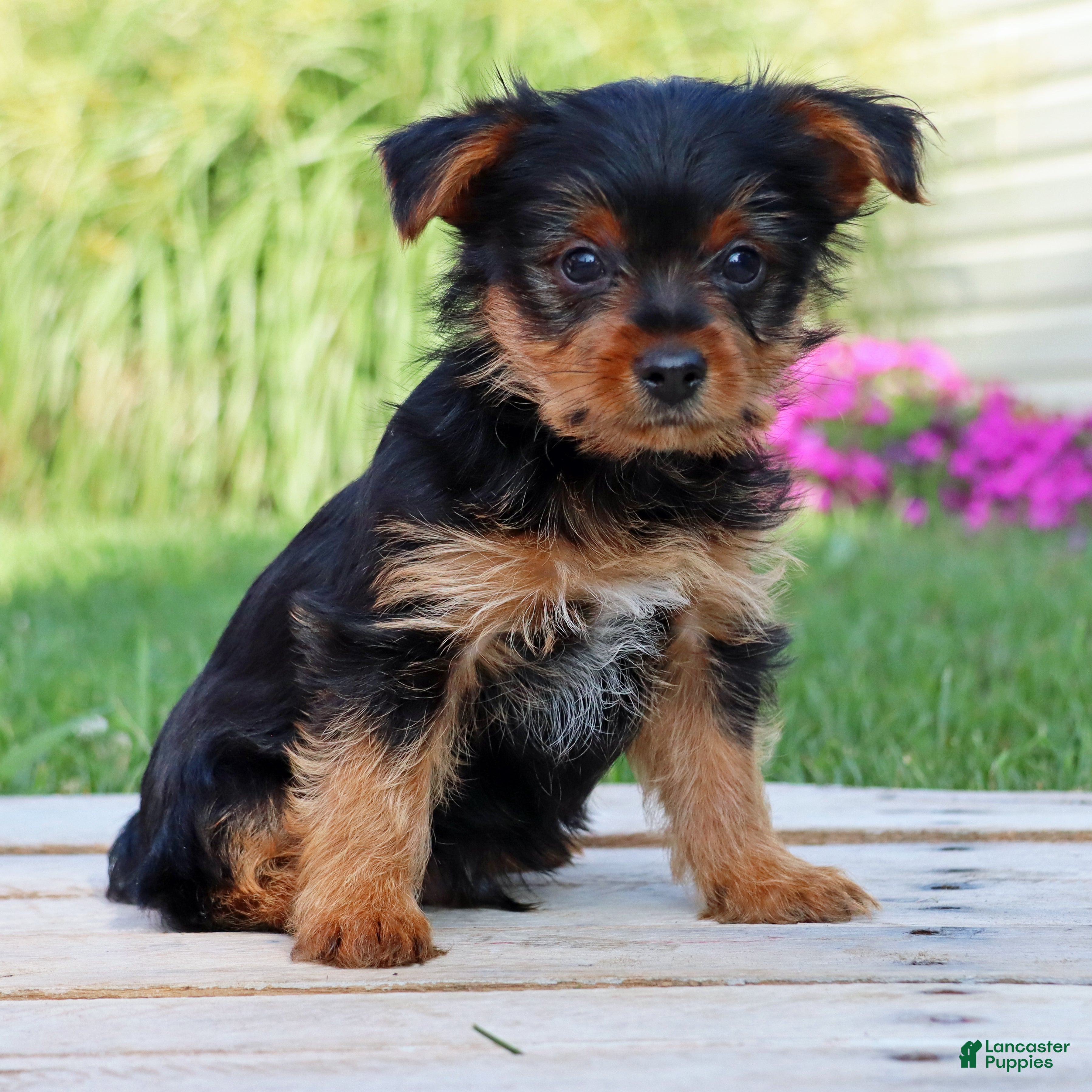 Yorkshire Terrier dogs Cola - Ad 2
