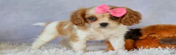 Cavalier King Charles Spaniel dogs for sale:   Nellie🌸 - Ad 8