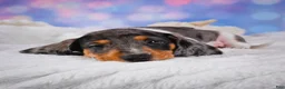 Miniature Dachshund dogs for sale: Prince - Ad 11