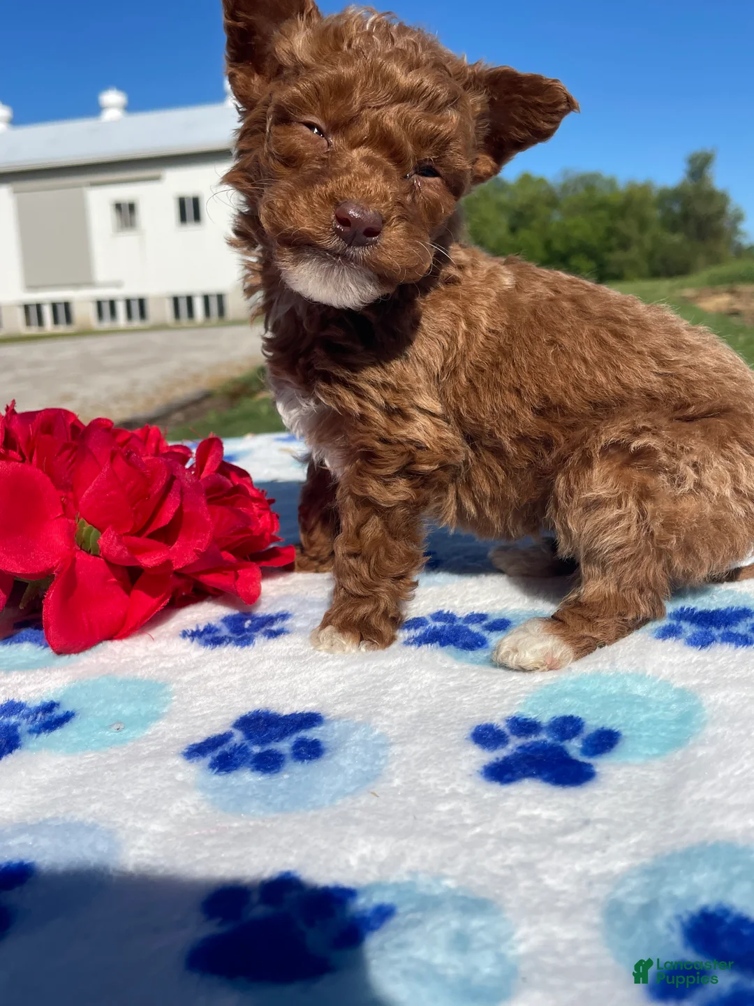Miniature Poodle dogs for sale: Henry - Ad 4