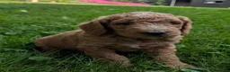 Goldendoodle dogs for sale: Carson  - Ad 10