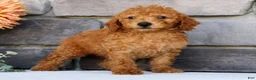 Miniature Poodle dogs for sale: Nolan - Ad 4