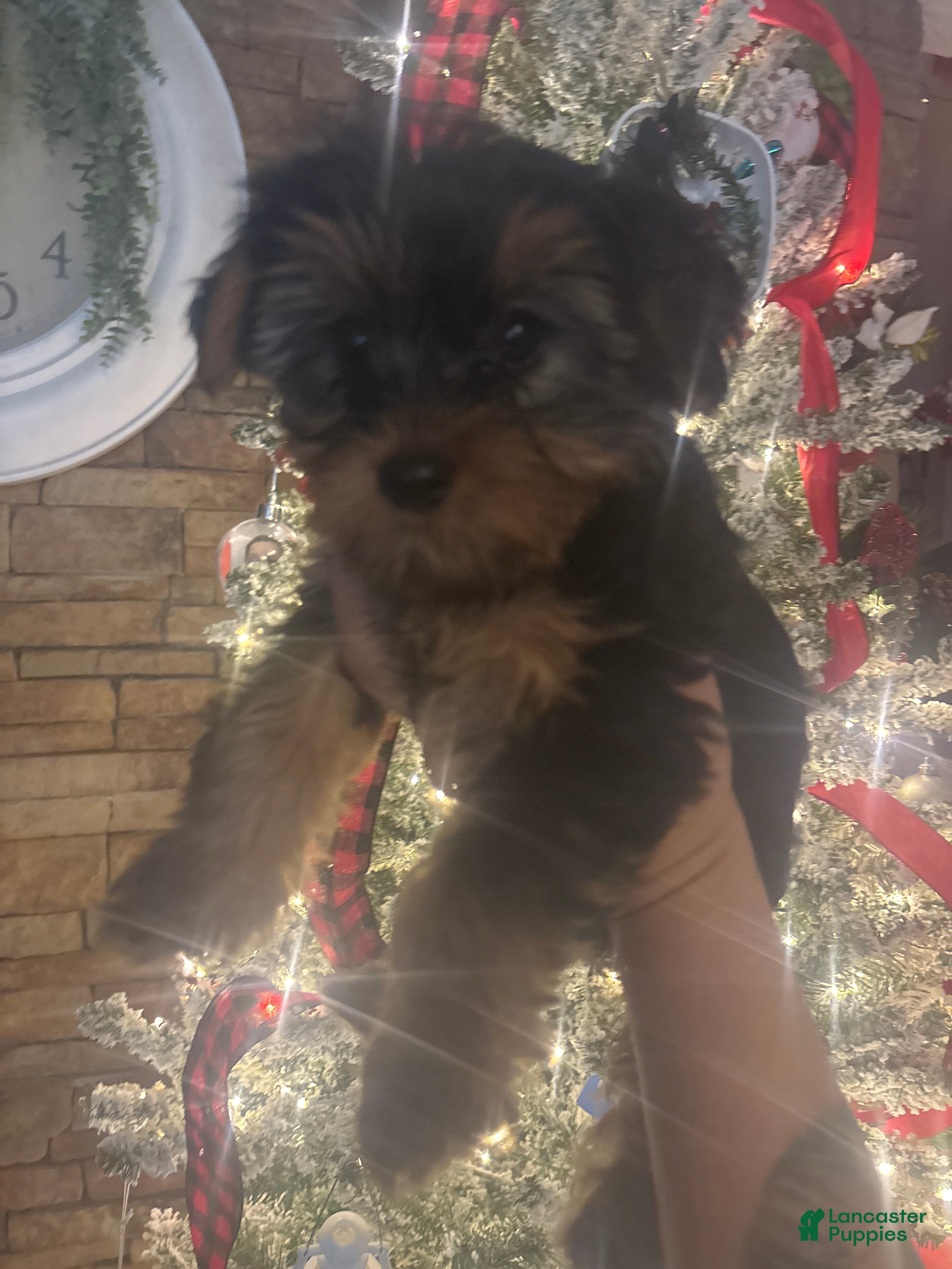 Yorkshire Terrier dogs Yorkshire Terrier juno - Ad 25