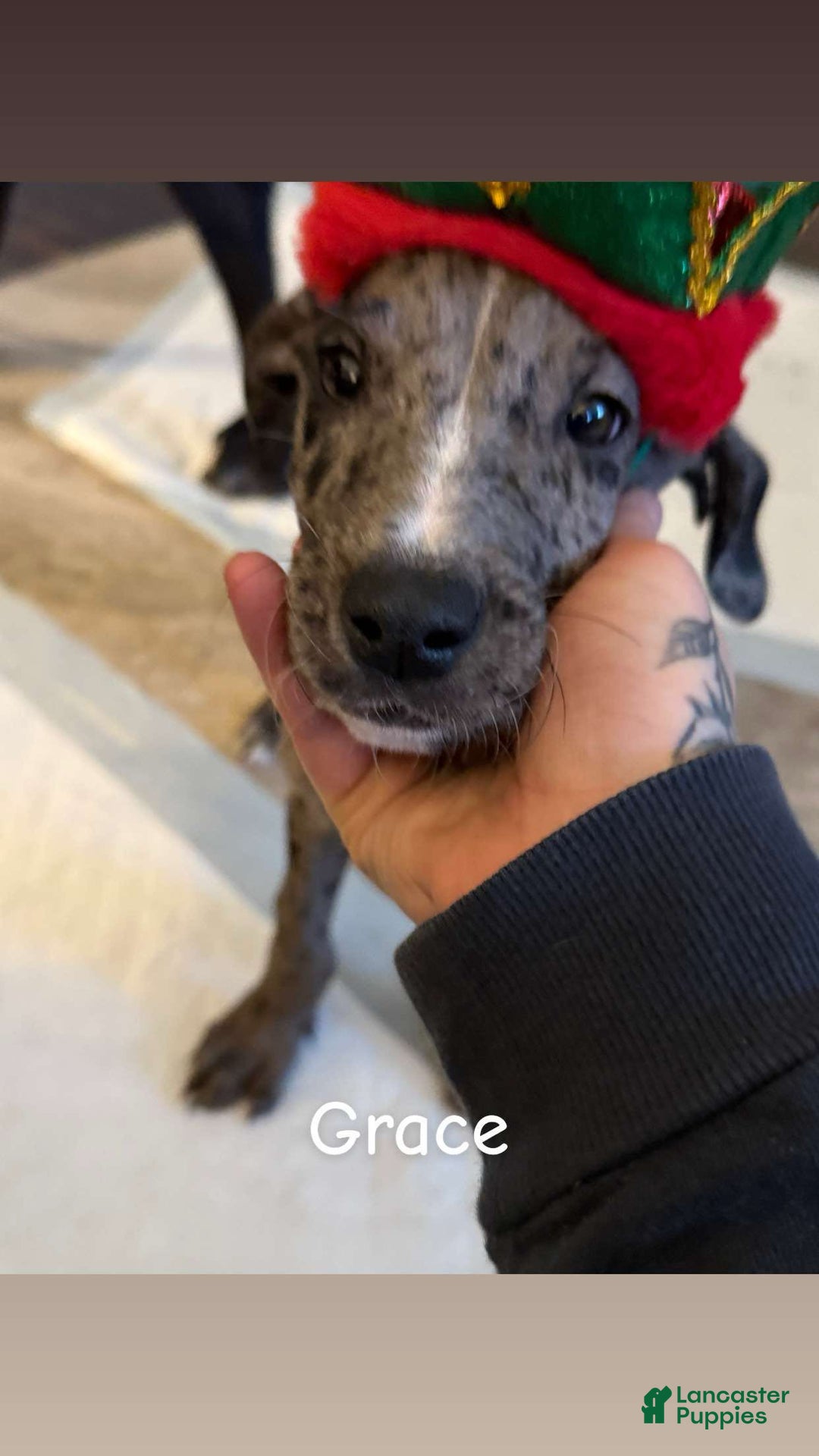 Great Dane dogs for sale: Maximus  - Ad 18