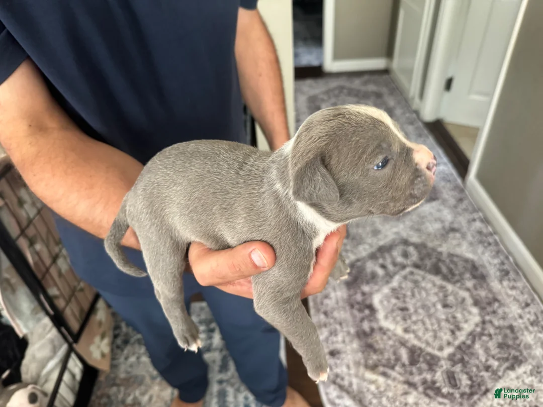 American Bully dogs for sale: American Bully Puppy 2 - Ad 1