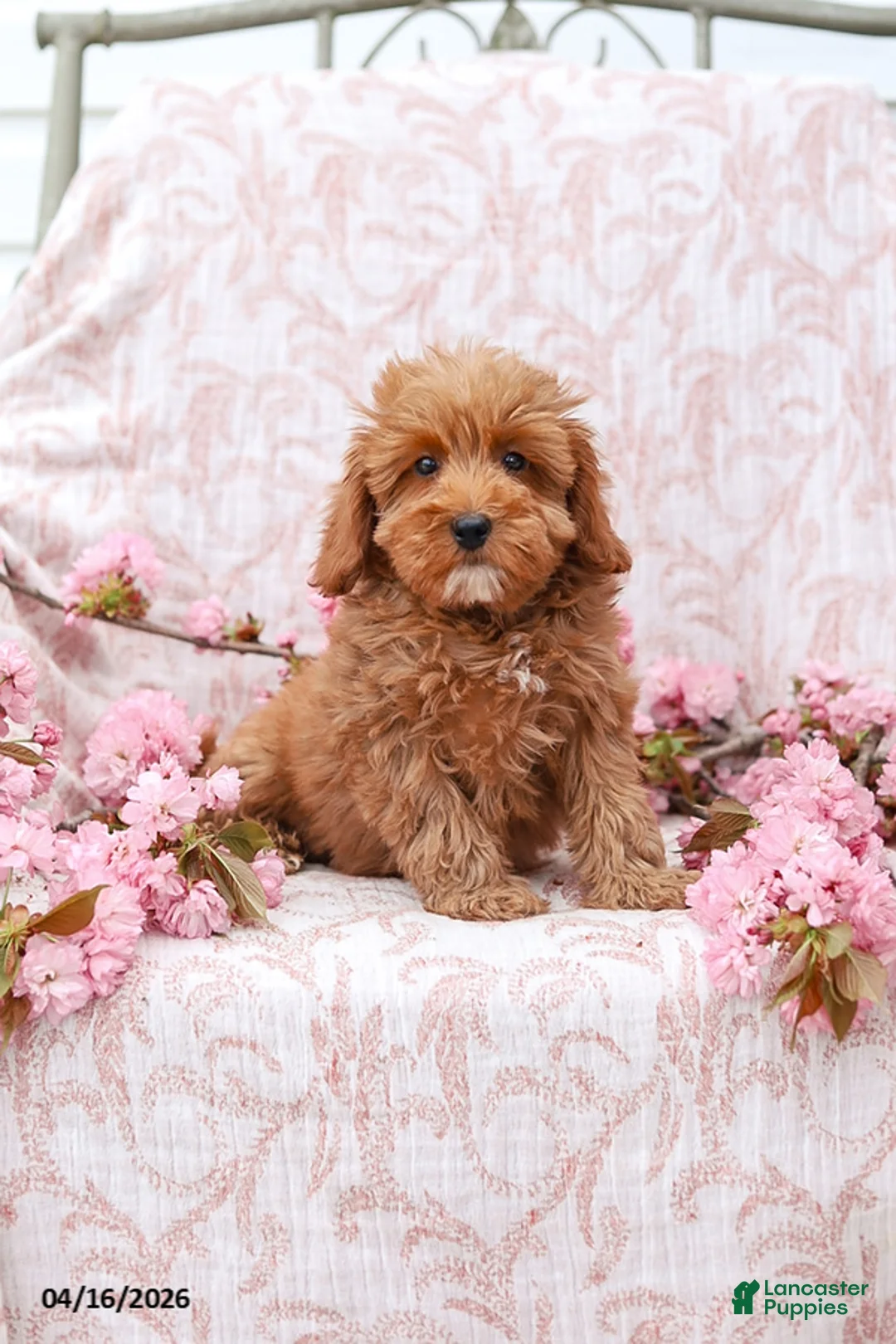 Mini Goldendoodle dogs for sale: Jared - Ad 1