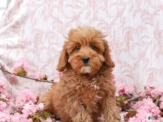 Mini Goldendoodle dogs for sale: Jared - Ad 2