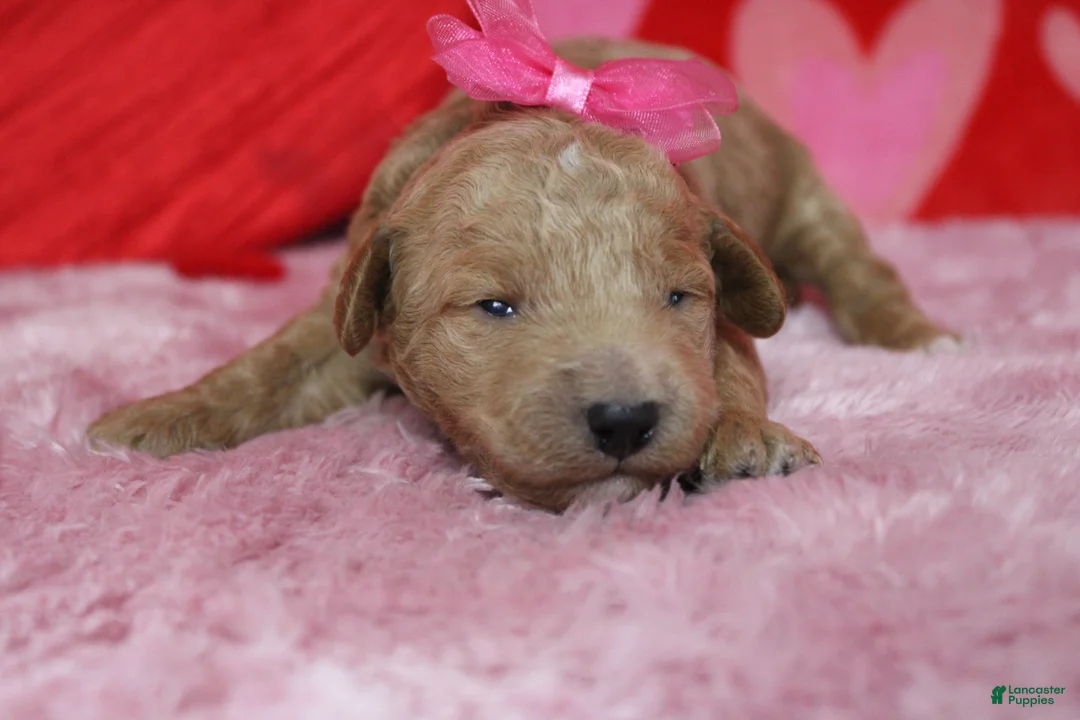 Goldendoodle dogs for sale: Sunkist - Ad 2