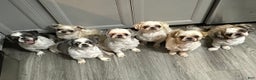 Shih Tzu dogs for sale: 9 wk old  - Ad 2