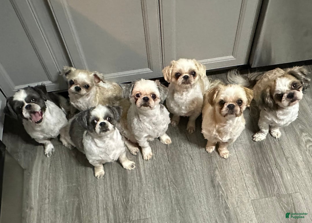 Shih Tzu dogs for sale: 9 wk old  - Ad 2