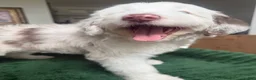 Aussiedoodle dogs for sale: Aussiedoodle 1 - Ad 7
