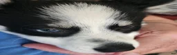 Pomsky dogs for sale: Pomsky 1 - Ad 6