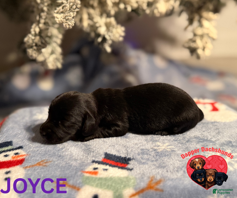 Miniature Dachshund dogs Joyce - Ad 6
