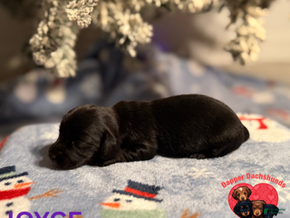 Miniature Dachshund dogs Joyce - Ad 7