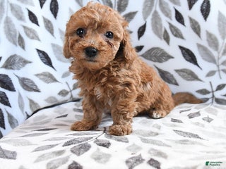 Havapoo dogs Darcy - Ad 15