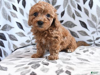 Havapoo dogs Darcy - Ad 39