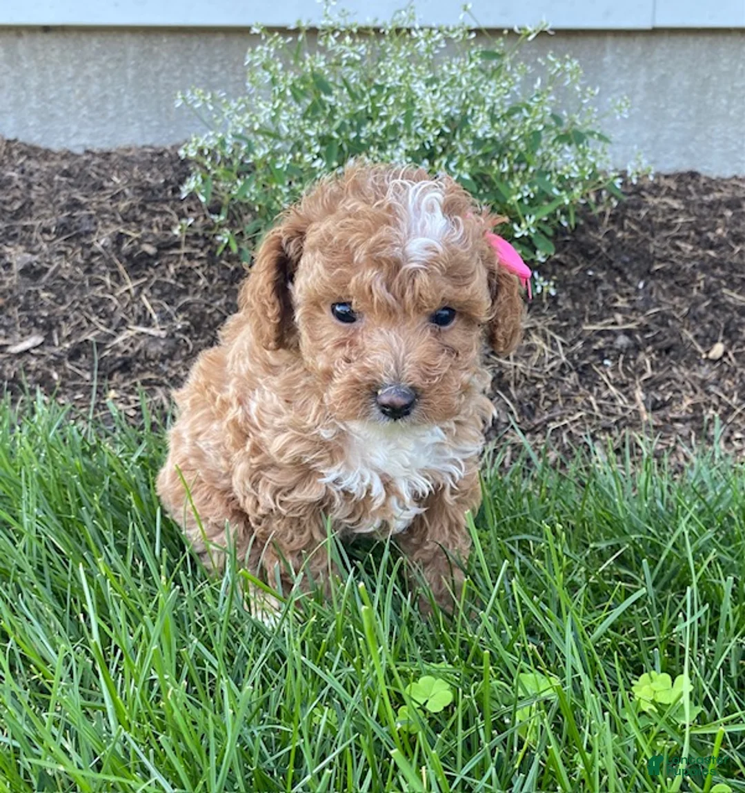 Toy Poodle dogs for sale: Faith - Ad 1