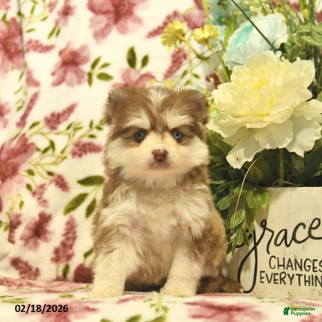 Pomsky dogs for sale: Scarlet  - Ad 4