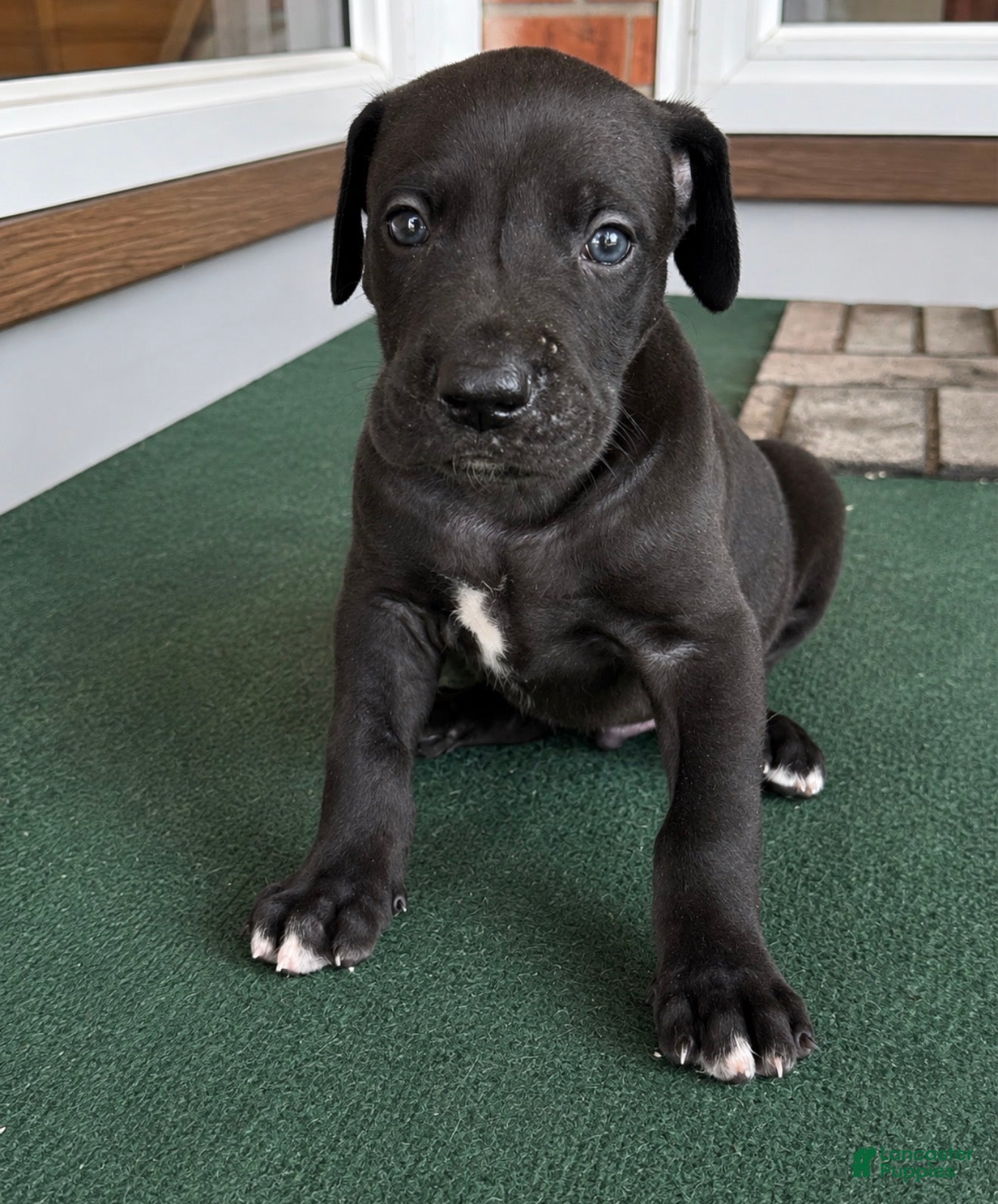 Great Dane dogs Male pup - Ad 1