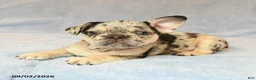 French Bulldog dogs for sale: Trucker - Ad 3