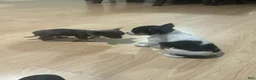 Chihuahua dogs for sale: Chihuahua Puppy 2 - Ad 5