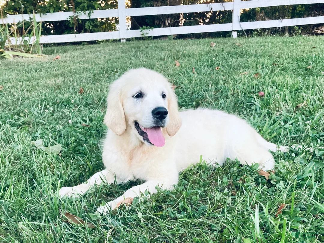 Golden Retriever dogs for sale: AKC Miss Willow is READY NOW! - Ad 1