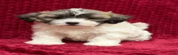 Teddy Bear dogs for sale: Nico  - Ad 2