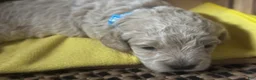 Mini Goldendoodle dogs for sale: Mini Goldendoodle 3 - Ad 2