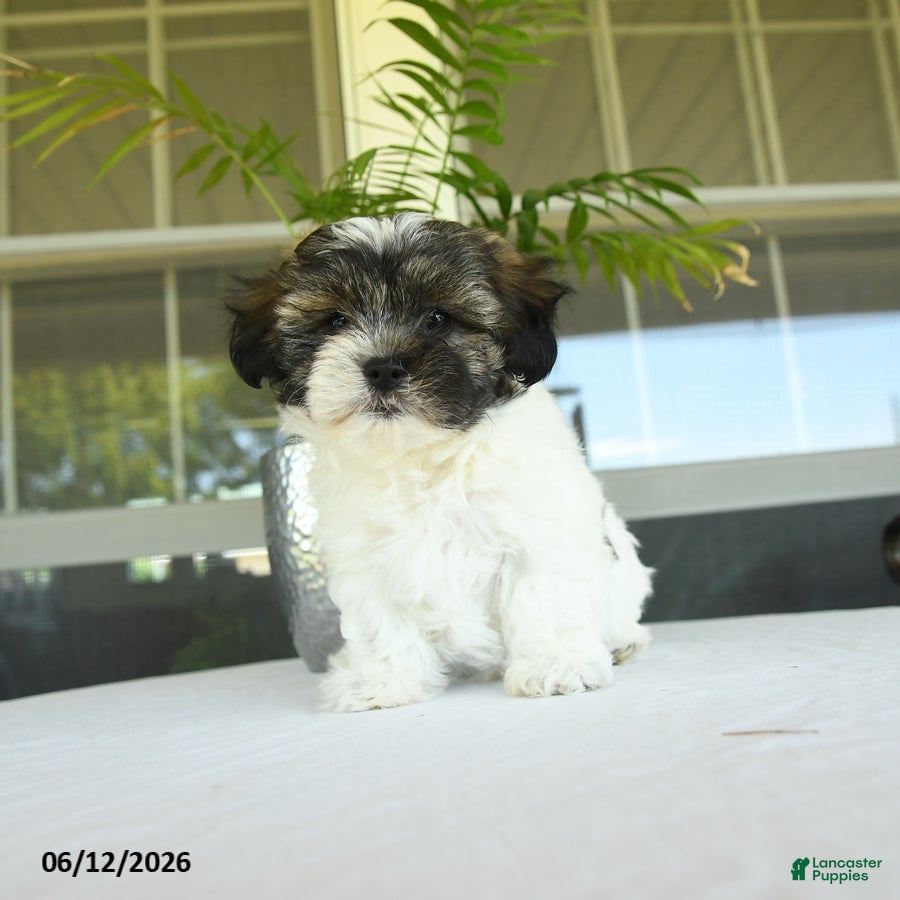 Teddy Bear dogs Kalli - Ad 1