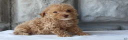 Bichpoo dogs for sale: Bingo - Ad 1