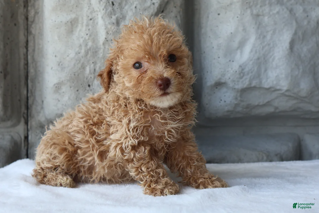 Bichpoo dogs for sale: Bingo - Ad 1