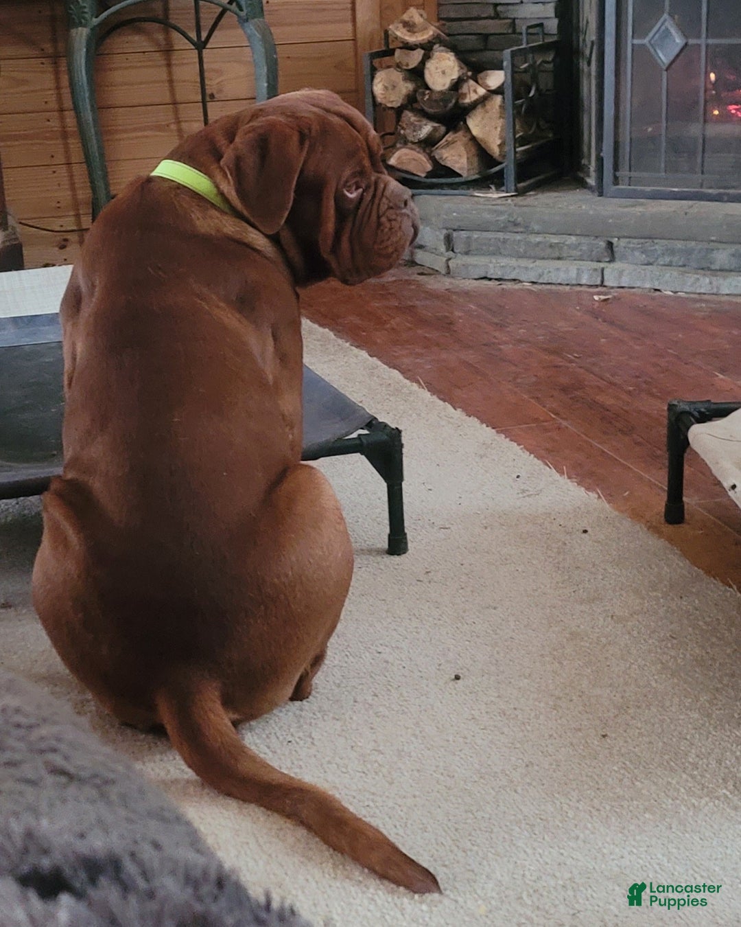 Dogue De Bordeaux dogs for sale: Dogue De Bordeaux Puppy 1 - Ad 7
