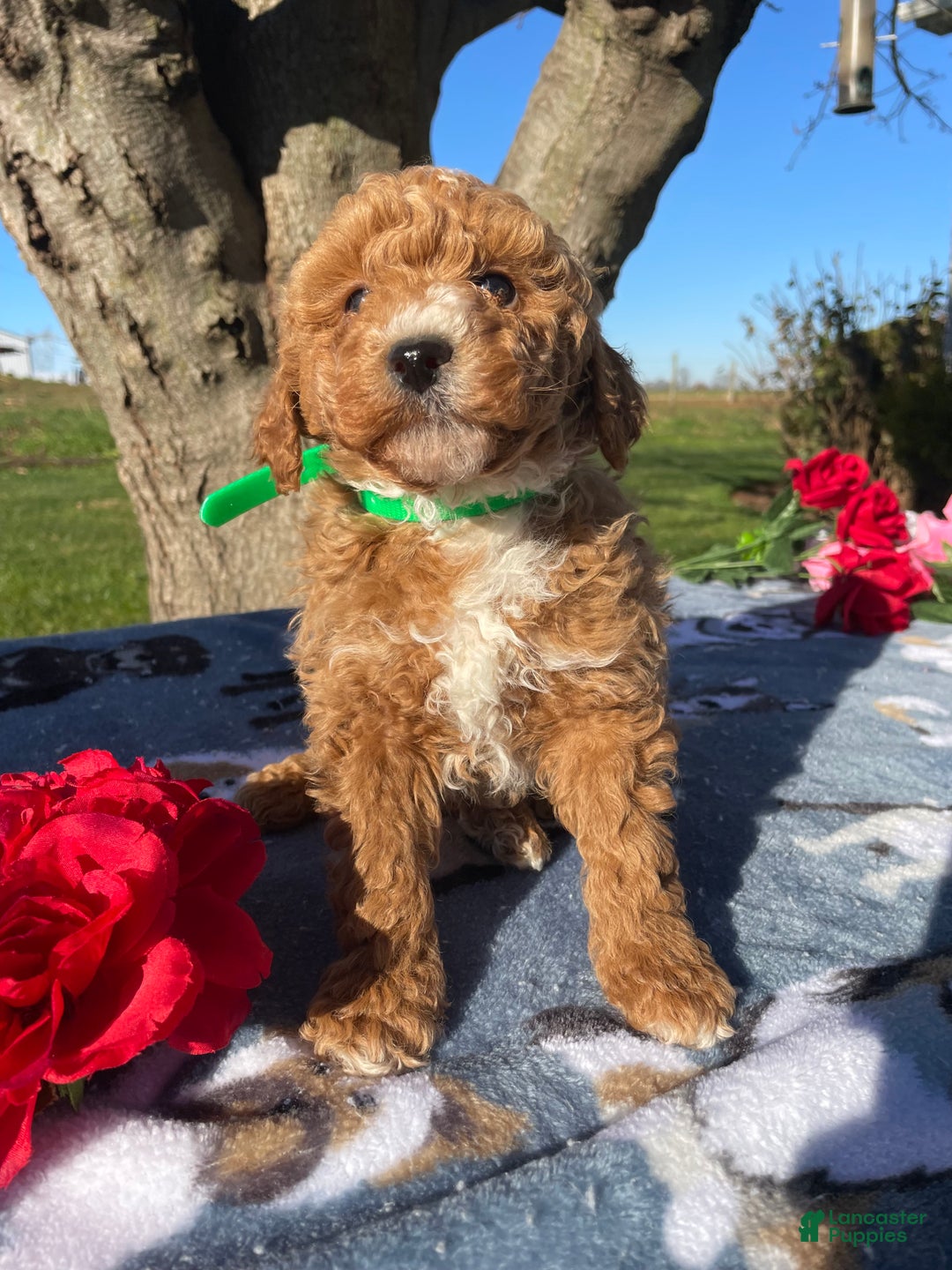 Miniature Poodle dogs for sale: Lucky - Ad 3
