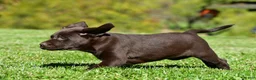 Labrador Retriever dogs for sale: Java - Ad 9