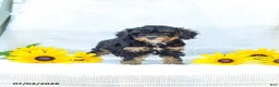 Cavapoo dogs for sale: Krissy - Ad 4